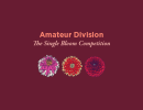 Amateur Division